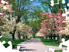 Różowe, Biało, Park, Drzewa, Wiosna