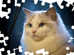 Rasy, Ragdoll, Kot