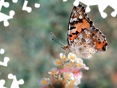 Kwiaty, Osetnik, Motyl, Rusałka