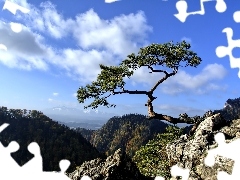 Drzewo, Sokolica, Góry, Pieniny