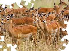 Impala, Gazele