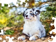 Owczarek australijski-australian shepherd, Szczeniak