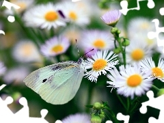 Bielinek, Motyl, Przymiotno, Białe