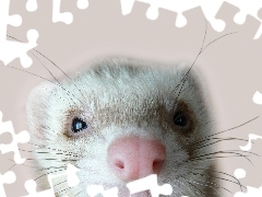 Fretka