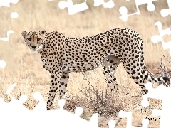 Trawa, Sucha, Stojący, Gepard