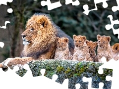 Skała, Lwiątka, Lew, Las, Małe