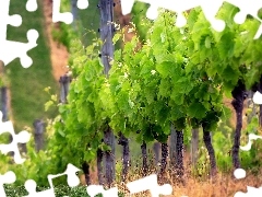 Winogron, Plantacja