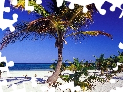 Palmy, Morze, Plaża