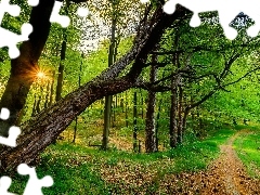 Słońca, Drzewa, , Zielony, Promienie, Las, Ścieżka