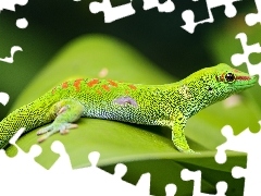 Felsuma madagaskarska, Gekon, Zielona, Jaszczurka