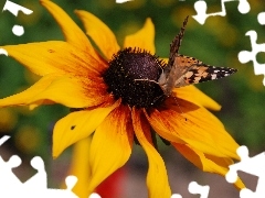 Rusałka, Motyl, Rudbekia, Osetnik, Dwubarwna