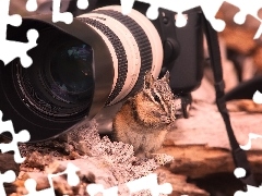 Aparat, Fotograficzny, Wiewiórka