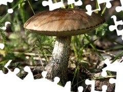 Liście, Trawa, Grzyb, Kozak