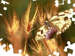Kłosy, Zboża, Motyl
