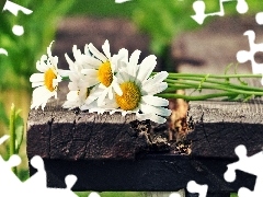Ławka, Łąka, Margerytki