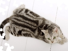 Kotek, Ocicat, Pasiasty