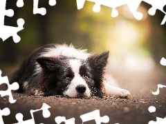 Border, Collie, Pies