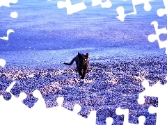 Plaża, Morze, Kot