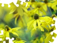 Żółte, Kwiaty, Rudbekia Naga