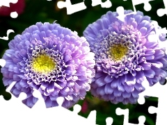 Kwiat, Aster, Przyroda