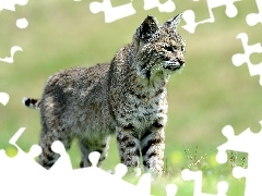Ryś, Młody