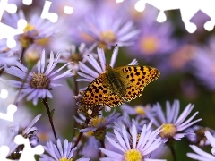 Astry, Owad, Perłowiec Malinowiec, Motyl