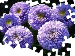 Kwiaty, Astry, Przyroda