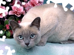 Mink Tonkinese, Kot