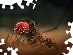 Muchomor, Ściółka, Grzyb