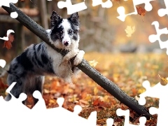Drzewa, Ogrodzenie, Liście, Pies, Jesień, Border Collie