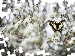 Białe, Gałązki, Motyl, Kwiatuszki, Paź królowej