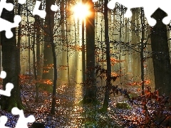 Słońca, Promienie, Las, Śnieg, Jesień