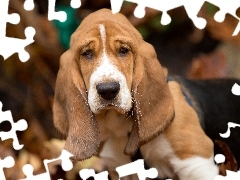 Basset Hound