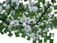 Drzewo, Owocowe, Kwitnące