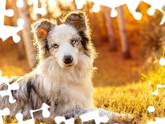 Trawa, Las, Pies, Border collie