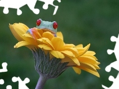 Rzekotka, Gerbera, Żabka