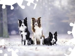 Border collie, Trzy