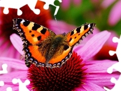 Kwiat, Różowy, Piękny, Motyl