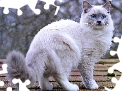 Kot, Puszysty, Duży, Biały