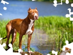 Rzeka, Amerykański pitbull terrier