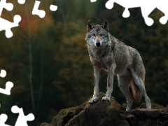 Wzniesienie, Głazy, Wilk