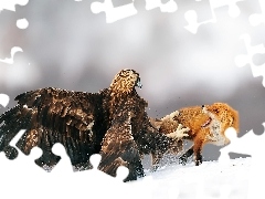 Orzeł przedni, Śnieg, Lis