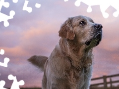 Niebo, Golden Retriever