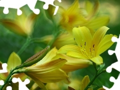 Żółte, Kwiaty, Liliowce
