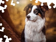 Rozmyte, Tło, Border collie