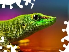 Felsuma madagaskarska, Gekon, Zielona, Jaszczurka