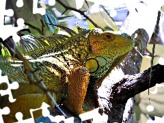 Legwan zielony, Iguana
