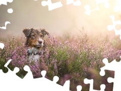 Owczarek australijski-australian shepherd, Wrzosy