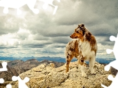Owczarek australijski-australian shepherd, Skała