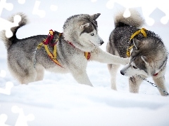 Siberian husky, Zabawa, Psy
